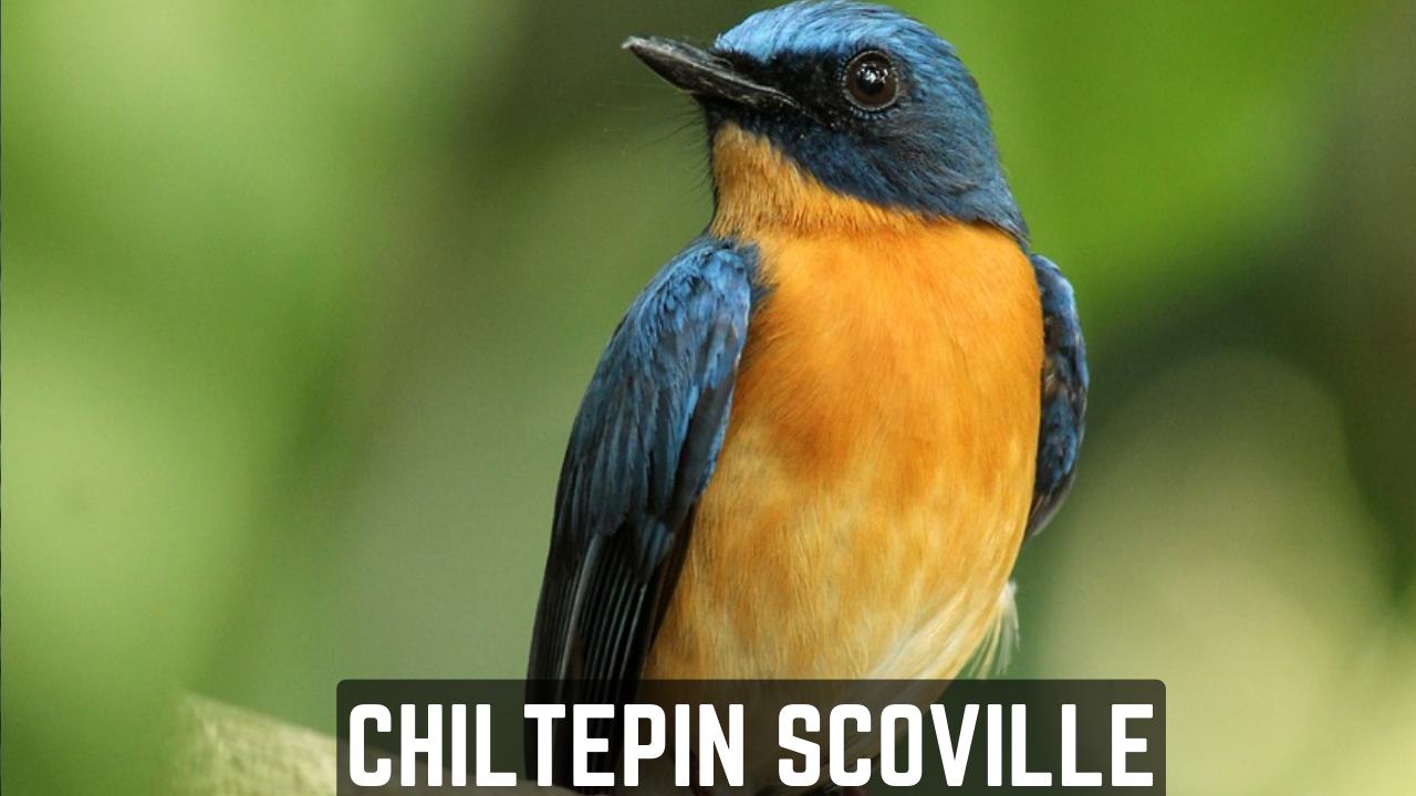 Chiltepin Scoville: Unraveling the Heat of the Tiny Pepper